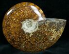 Cleoniceras Ammonite Fossil - Madagascar #7360-2